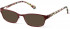 Radley RDO-HARRIET Sunglasses in Matt Burgundy