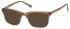 Radley RDO-VERITY sunglasses in Tan Grey