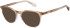 Superdry SDO-3029 sunglasses in Brown