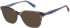 Superdry SDO-3030 sunglasses in Brown