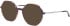 Morgan 202038 sunglasses in Brown/Purple