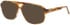 Joop 81247 sunglasses in Brown