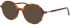 Morgan 202042 sunglasses in Brown