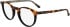 Calvin Klein CK25518 glasses in Havana/Black