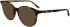Calvin Klein CK24543 sunglasses in Havana