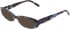 DKNY DK5086 sunglasses in Blue Tortoise