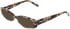 DKNY DK5086 sunglasses in Bone Tortoise