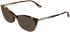 Lacoste L2999 sunglasses in Havana