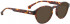 Entourage of 7 CARLOS Sunglasses in Brown