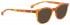 Entourage of 7 HANK-XS Sunglasses in Light Brown