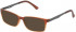 Police V1975 Sunglasses in Semi Matt Transparent Dark Brown